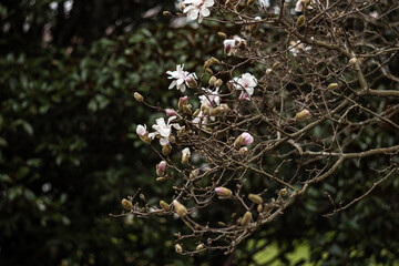 Flower of the Magnolia grandiflora, the Southern magnolia or bull bay, tree of the family...