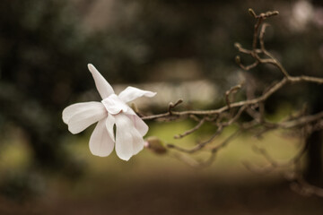 Flower of the Magnolia grandiflora, the Southern magnolia or bull bay, tree of the family...