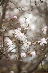 Obraz premium Flower of the Magnolia grandiflora, the Southern magnolia or bull bay, tree of the family Magnoliaceae. Spring background. Loebner Magnolia. Pink magnolia flowers bloom in garden close up. 
