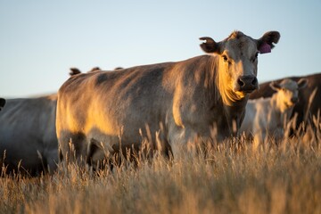 Close up of fat Angus and Murray Grey Cows eating long pasture in Australia at dusk