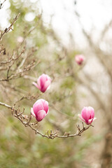 A large, pink southern magnolia flower is surrounded by glossy green leaves of a tree. Pink petal close up. Spring background. Loebner Magnolia, Magnoliaceae Hybrid