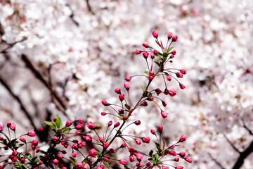 Korea, South Korea, Busan, spring, flower, pink, nature, botany