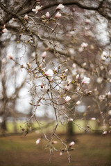 Flower of the Magnolia grandiflora, the Southern magnolia or bull bay, tree of the family...
