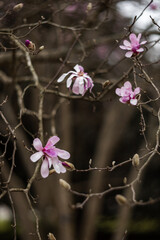 Flower of the Magnolia grandiflora, the Southern magnolia or bull bay, tree of the family...