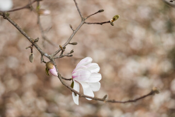 Flower of the Magnolia grandiflora, the Southern magnolia or bull bay, tree of the family Magnoliaceae. Spring background. Loebner Magnolia. Pink magnolia flowers bloom in garden close up. 