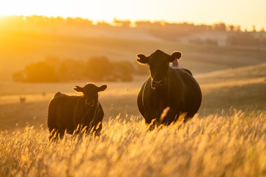 beautiful cattle in Australia  eating grass, grazing on pasture. Herd of cows free range beef being regenerative raised on an agricultural farm. Sustainable farming of food crops. Cow in field