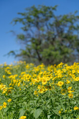 Verbesina encelioides is a flowering plant in the family Asteraceae. golden crownbeard, cowpen daisy, gold weed, wild sunflower, butter daisy, crown-beard, American dogweed. Makena Rd Wailea-Makena 
