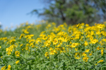 Fototapeta premium Verbesina encelioides is a flowering plant in the family Asteraceae. golden crownbeard, cowpen daisy, gold weed, wild sunflower, butter daisy, crown-beard, American dogweed. Makena Rd Wailea-Makena 