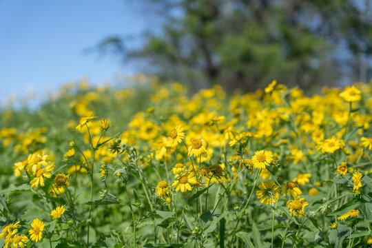 Verbesina encelioides is a flowering plant in the family Asteraceae. golden crownbeard, cowpen daisy, gold weed, wild sunflower, butter daisy, crown-beard, American dogweed. Makena Rd Wailea-Makena 

