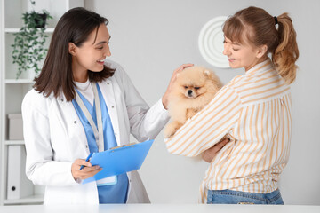 Owner brought her cute Pomeranian dog to veterinarian appointment in clinic