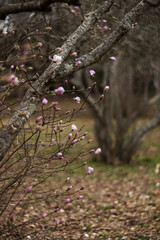 Flower of the Magnolia grandiflora, the Southern magnolia or bull bay, tree of the family Magnoliaceae. Spring background. Loebner Magnolia. Pink magnolia flowers bloom in garden close up. 