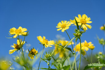 Verbesina encelioides is a flowering plant in the family Asteraceae. golden crownbeard, cowpen...