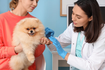 Female veterinarian and owner examining cute Pomeranian dog in clinic - Powered by Adobe