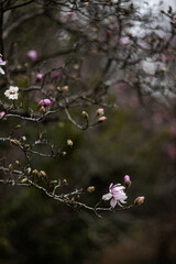 Flower of the Magnolia grandiflora, the Southern magnolia or bull bay, tree of the family Magnoliaceae. Spring background. Loebner Magnolia. Pink magnolia flowers bloom in garden close up. 
