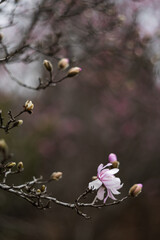 Flower of the Magnolia grandiflora, the Southern magnolia or bull bay, tree of the family Magnoliaceae. Spring background. Loebner Magnolia. Pink magnolia flowers bloom in garden close up. 