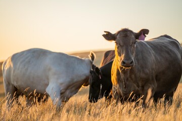 beautiful cattle in Australia  eating grass, grazing on pasture. Herd of cows free range beef being...