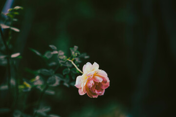 Beautiful rose on black background. Floral card design with dark vintage effect,Close of pink rose on rose bush,Roses in a garden at dusk,Pink rose vine background,Hand drawn fresh red rose,