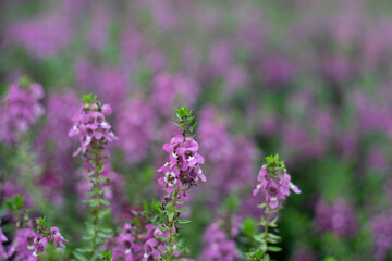 originates from France and is one of the most loved flowers worldwide.Lavender has become a symbol of serenity, sophistication and romance.Lavender has slender and thin leaves, 