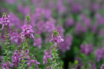 originates from France and is one of the most loved flowers worldwide.Lavender has become a symbol...