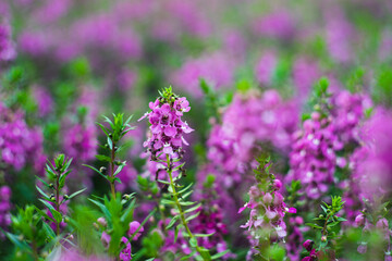 Obraz premium originates from France and is one of the most loved flowers worldwide.Lavender has become a symbol of serenity, sophistication and romance.Lavender has slender and thin leaves, 