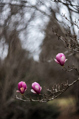 A large, pink southern magnolia flower is surrounded by glossy green leaves of a tree. Pink petal...