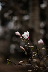 Flower of the Magnolia grandiflora, the Southern magnolia or bull bay, tree of the family Magnoliaceae. Spring background. Loebner Magnolia. Pink magnolia flowers bloom in garden close up. 