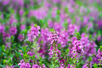 originates from France and is one of the most loved flowers worldwide.Lavender has become a symbol of serenity, sophistication and romance.Lavender has slender and thin leaves, 