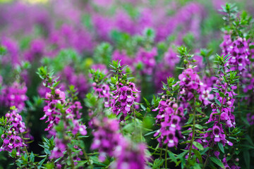 originates from France and is one of the most loved flowers worldwide.Lavender has become a symbol of serenity, sophistication and romance.Lavender has slender and thin leaves, 