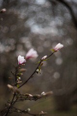 Flower of the Magnolia grandiflora, the Southern magnolia or bull bay, tree of the family Magnoliaceae. Spring background. Loebner Magnolia. Pink magnolia flowers bloom in garden close up. 