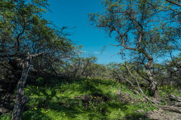 Fototapeta na wymiar Kalua O Lapa lava and spatter deposits. Ahihi-Kinau Natural Area Reserve, Maui Hawaii. Neltuma pallida. Prosopis pallida is a species of mesquite tree. La Perouse Bay. May‘s Trumpets