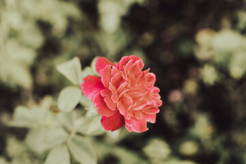 Roses are a symbol of pure love of youth, everyone has the blood of love flowing through their bodies, Everything you want is on the other side of fear.