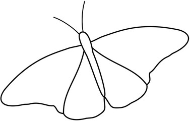 butterfly vector illustration flat color