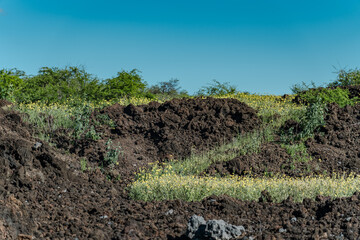  Kalua O Lapa lava and spatter deposits. Ahihi-Kinau Natural Area Reserve, Maui Hawaii。 Verbesina...