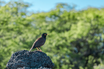  Kalua O Lapa lava and spatter deposits. Ahihi-Kinau Natural Area Reserve, Maui Hawaii。The common myna or Indian myna (Acridotheres tristis), sometimes spelled mynah
