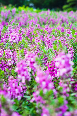Obraz premium originates from France and is one of the most loved flowers worldwide.Lavender has become a symbol of serenity, sophistication and romance.Lavender has slender and thin leaves, 