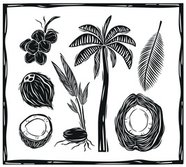 Set of coconut, palm tree, leaves and seedlings in woodcut style. Tropical food fruit, vintage illustration