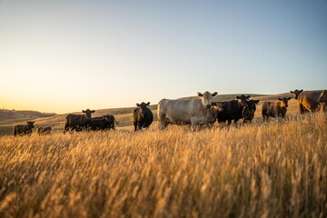 cows and calfs grazing on dry tall grass on a hill in summer in australia. beautiful fat herd of cattle on an agricultural farm in an australian in summer