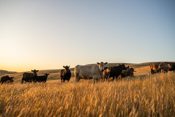 fat Beef cows and calfs grazing on grass in south west victoria, Australia. in summer grazing on...