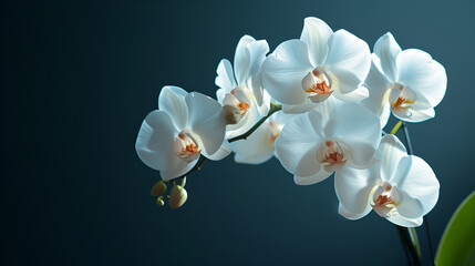 Close-up of white orchids phalaenopsis against dark background.  generative ai 