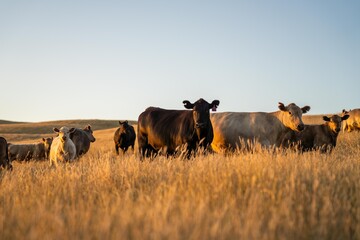 stud cattle, herd of fat cows and calves in a field on a regenerative agriculture farm. tall dry...