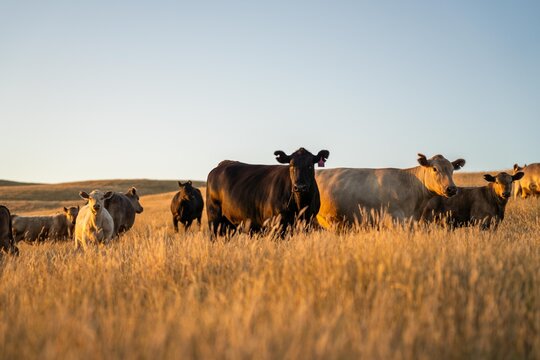 stud cattle, herd of fat cows and calves in a field on a regenerative agriculture farm. tall dry grass in summer in australia