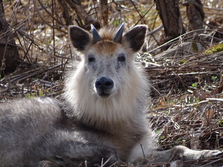 早春の二ホンカモシカ © 晋 宮本