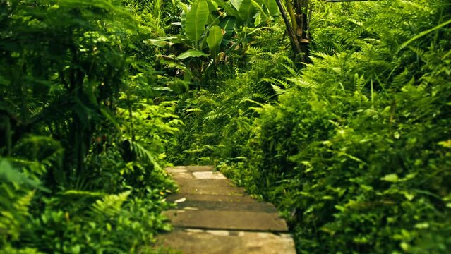 Stone walkway in the middle of jungle