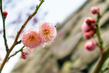 春の訪れを告げる梅の花