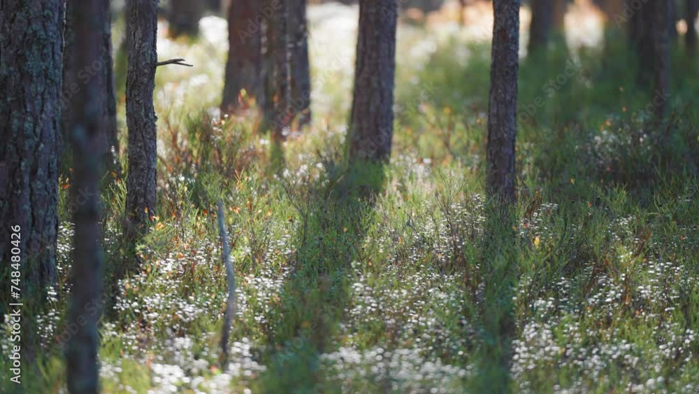 Poster sunlit undergrowth in the pine forest. slow-motion parallax shot.