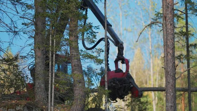 A logging machine fells, limbs and cuts the pine trees in the forest.