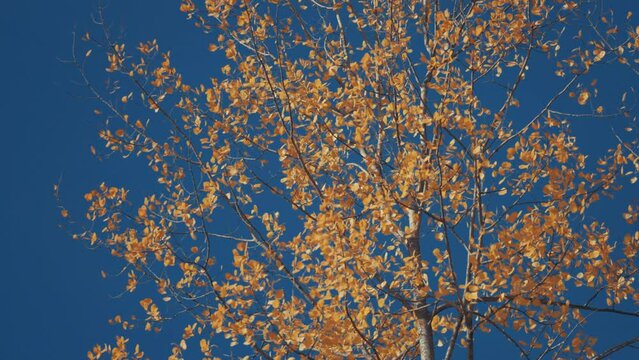 Bright orange aspen leaves tremble in the wind. Bright blue sky in the background.