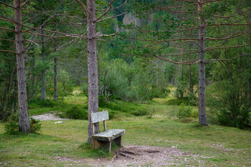 Eine Holzsitzbank direkt am Stamm eines Baums inmitten eines Naturschutzgebiets