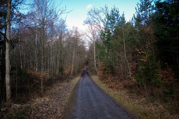 Ein Wanderpfad durch einen Teil des Schwarzwalds in Deutschland mit Bäumen und Sträuchern am Wegesrand