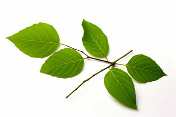 Branch with leaves on it on white background with white background.